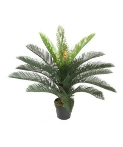 Cooper & Co 75cm Tall Potted Cycas