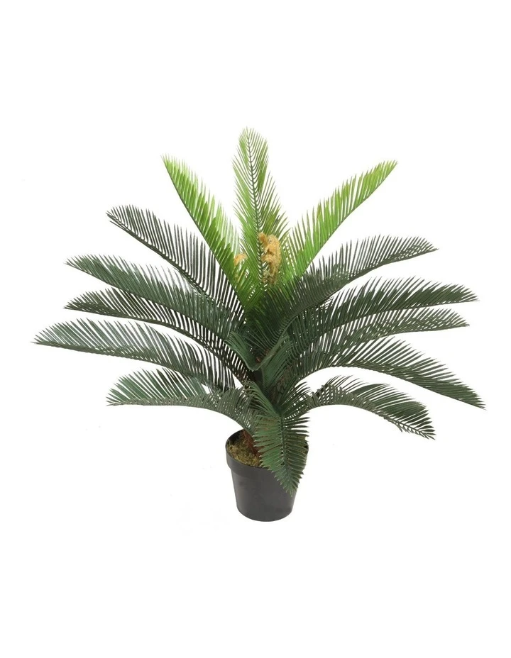 Cooper & Co 75cm Tall Potted Cycas 1 Cooper & Co 75cm Tall Potted Cycas