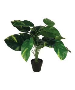 Cooper & Co 55Cm Artificial Golden Pothis Plant