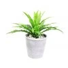 Cooper & Co 26cm Tall Potted Artificial Boston Fern