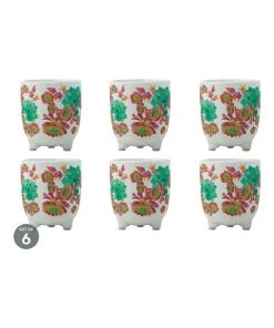 Maxwell & Williams Royal Botanic Gardens Arid Garden Planter Pot 12cm Euphorbia Set of 6