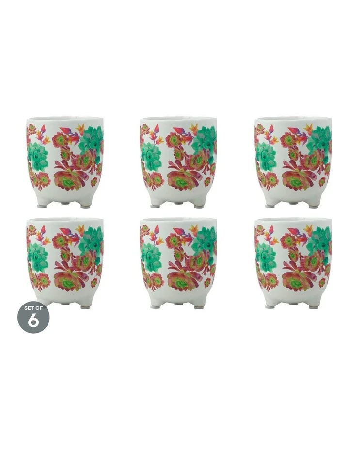 Maxwell & Williams Royal Botanic Gardens Arid Garden Planter Pot 12cm Euphorbia Set of 6 1 Maxwell & Williams Royal Botanic Gardens Arid Garden Planter Pot 12cm Euphorbia Set of 6