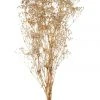 Rogue Preserved Gypsophila 65cm Natural