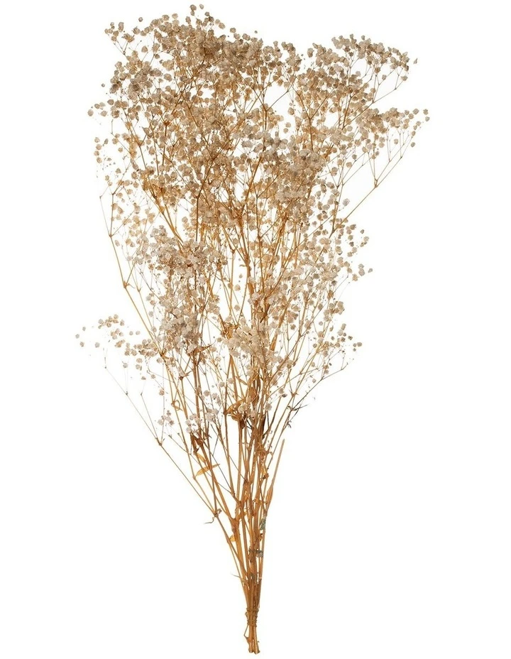 Rogue Preserved Gypsophila 65cm Natural 1 Rogue Preserved Gypsophila 65cm Natural