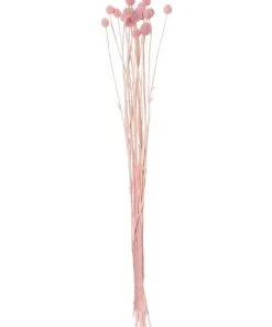 Rogue Preserved Pom Pom 50cm Pink