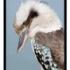 Urban Road Kookaburra Black Frame