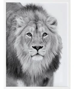 Urban Road Lion Hunt Print White Frame