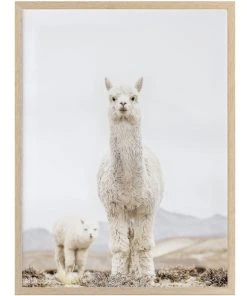 Urban Road No Drama Llama Oak Frame