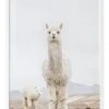 Urban Road No Drama Llama White Frame