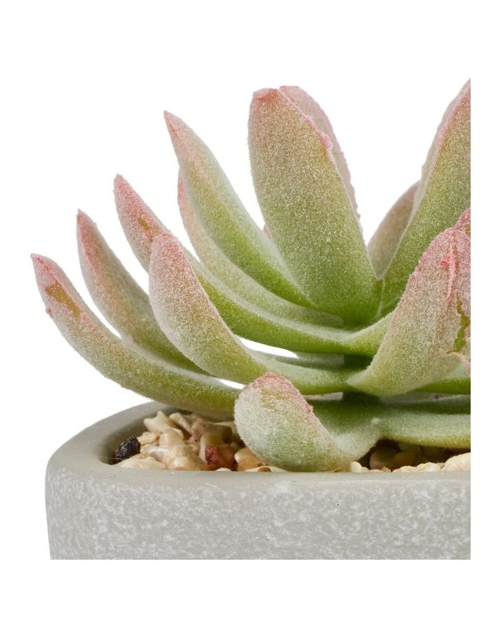 Cooper & Co 16cm Set of 4 Succulents Artificial Plant 4 Cooper & Co 16cm Set of 4 Succulents Artificial Plant - Image 4
