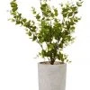 Cooper & Co 40cm Zanzibar Artificial Plant