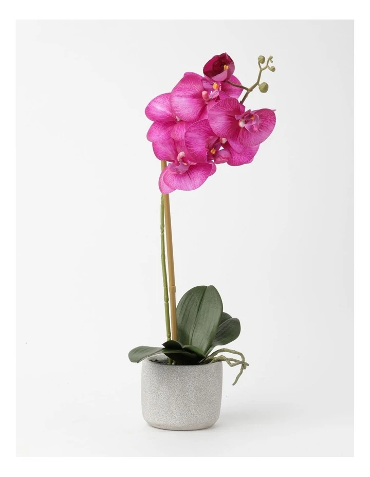Heritage Real Touch Phalaenopsis 45cm 1 Stem Purple 1 Heritage Real Touch Phalaenopsis 45cm 1 Stem Purple