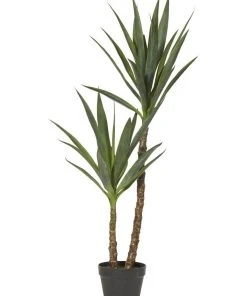 Rogue Dracaena Tree