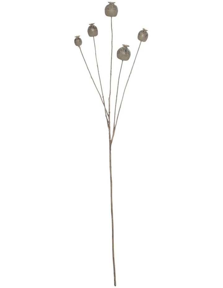 Rogue Poppy Seed Spray 1 Rogue Poppy Seed Spray