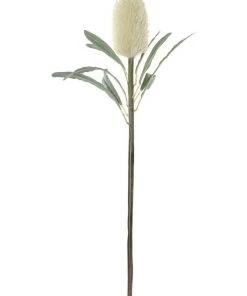 Rogue Banksia Cone Stem