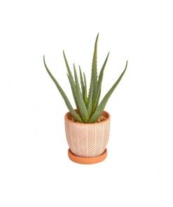 Cooper & Co Artificial Aloe Vera Plant In Ceramic Pot 40cm