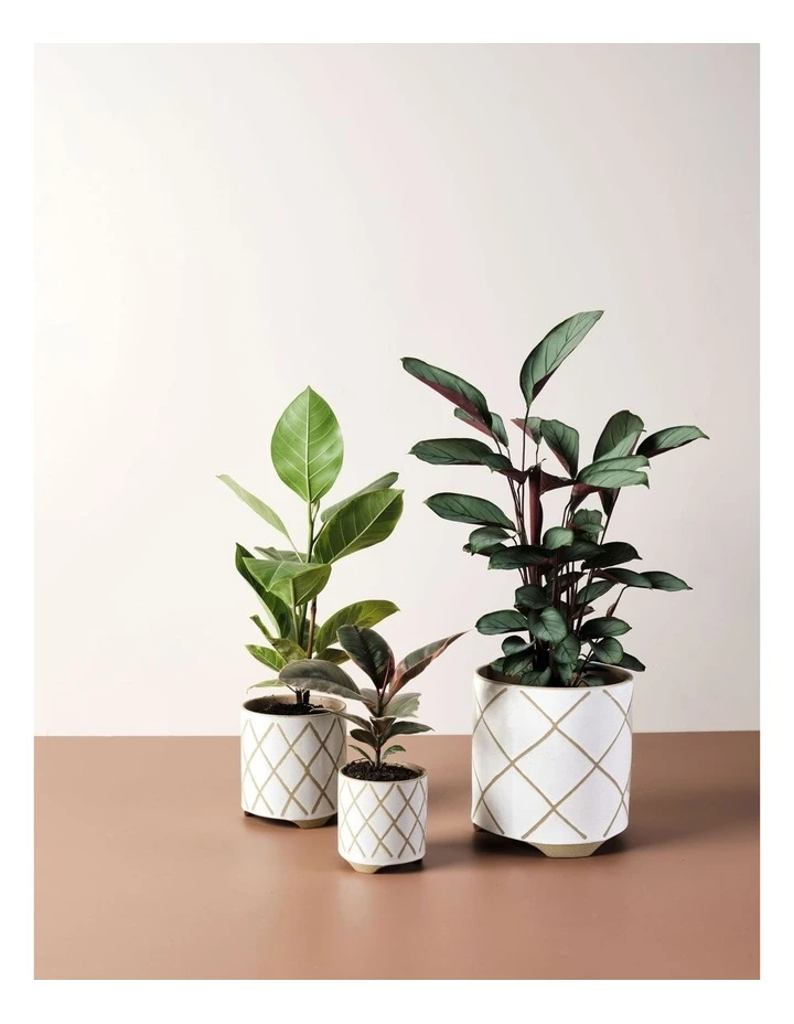 Linen House Estrada Planter Pot 16cm In White 3 Linen House Estrada Planter Pot 16cm In White - Image 3