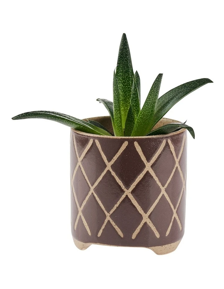 Linen House Estrada Planter Pot 16cm In Coffee 2 Linen House Estrada Planter Pot 16cm In Coffee - Image 2