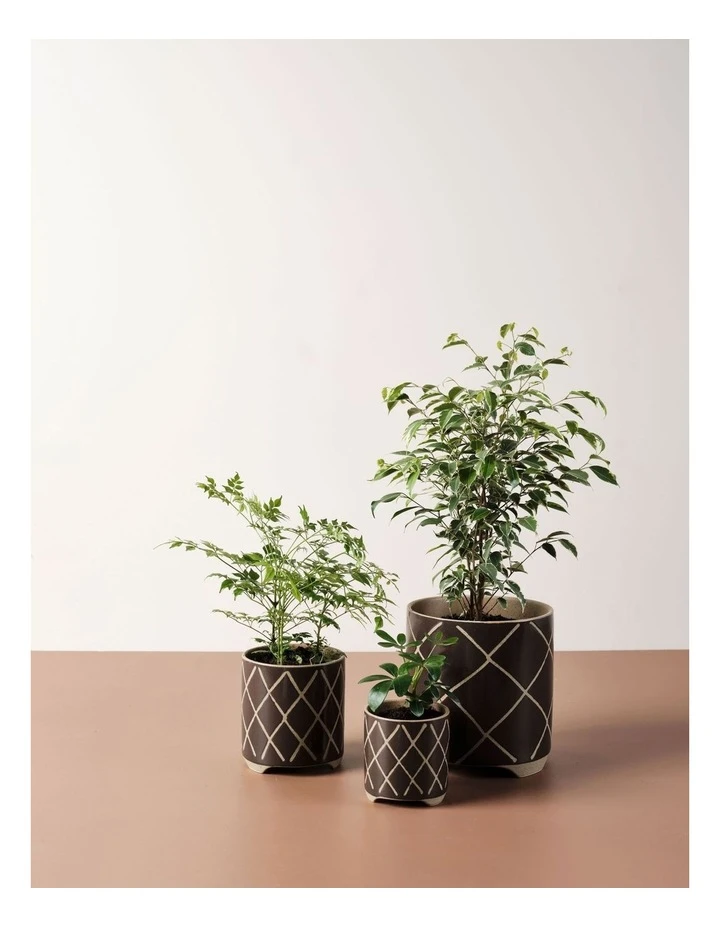 Linen House Estrada Planter Pot 16cm In Coffee 3 Linen House Estrada Planter Pot 16cm In Coffee - Image 3
