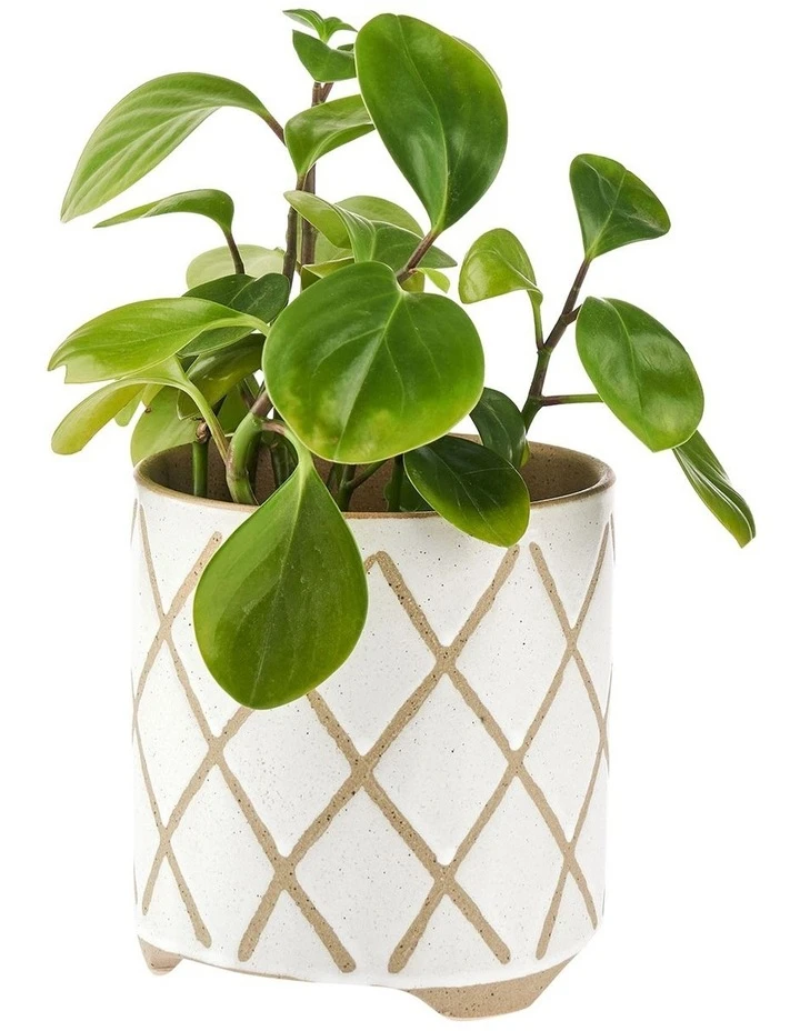 Linen House Estrada Planter Pot 12cm In White 2 Linen House Estrada Planter Pot 12cm In White - Image 2