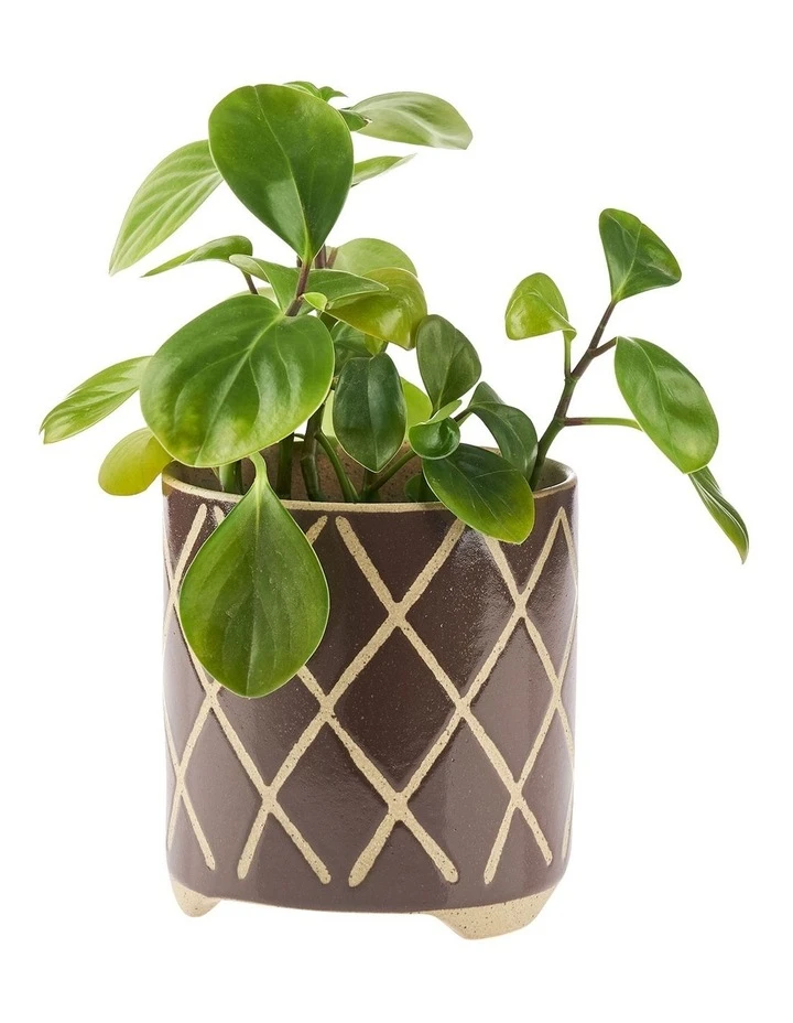 Linen House Estrada Planter Pot 12cm In Coffee 2 Linen House Estrada Planter Pot 12cm In Coffee - Image 2