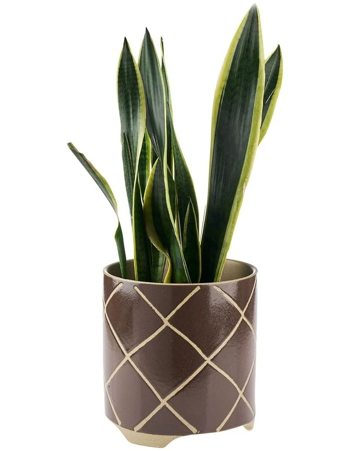 Linen House Estrada Planter Pot 24cm In Coffee 2 Linen House Estrada Planter Pot 24cm In Coffee - Image 2