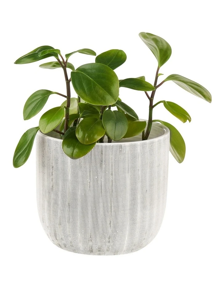 Linen House TaupIn Planter Pot 19cm In White 2 Linen House TaupIn Planter Pot 19cm In White - Image 2