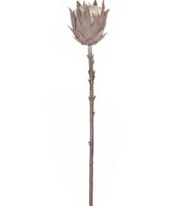 Rogue Dried Look Protea Stem 51cm In Brown
