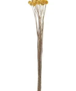 Rogue Preserved Pom Pom 50cm In Mustard